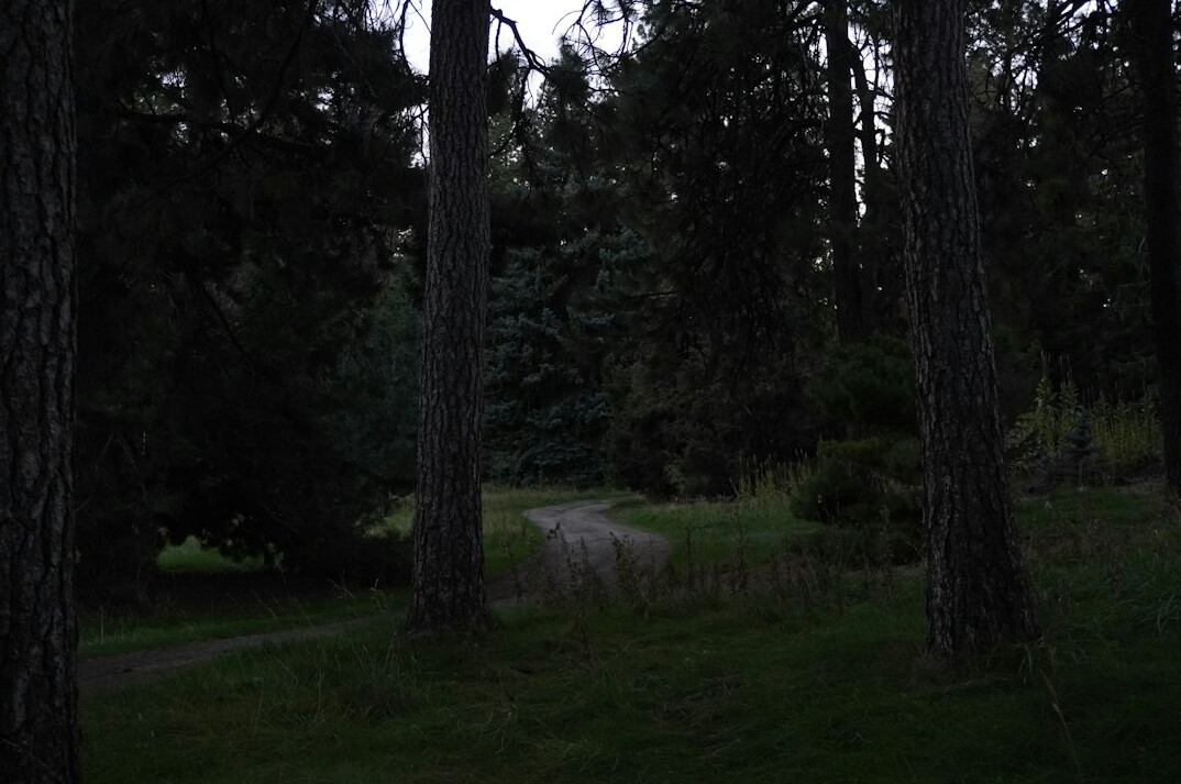 dark forest path